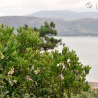 Strawberry Tree