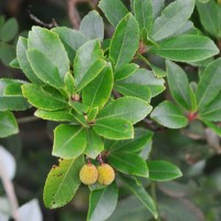 Strawberry Tree