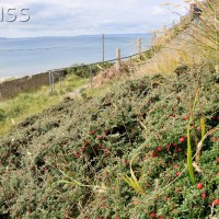 Cotoneaster spp