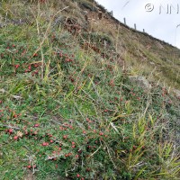 Cotoneaster spp