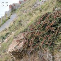 Cotoneaster spp