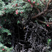 Cotoneaster spp