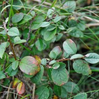 Wild Cotoneaster