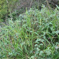 Wild Cotoneaster