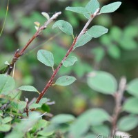 Wild Cotoneaster