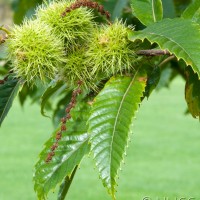 Sweet Chestnut