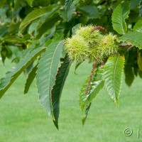 Sweet Chestnut