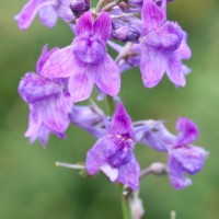 Purple Toadflax