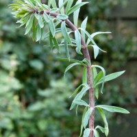 Purple Toadflax