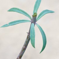 Purple Toadflax