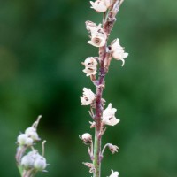 Purple Toadflax
