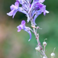Purple Toadflax