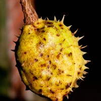 Horse chestnut