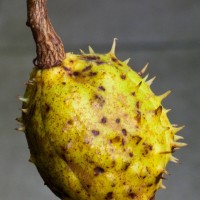Horse chestnut
