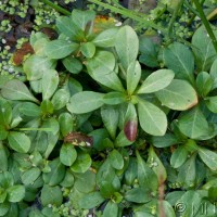 Water Primrose