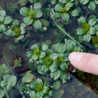 Water Primrose