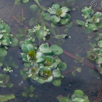 Water Primrose