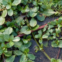Water Primrose