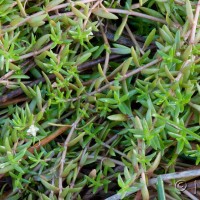 New Zealand Pigmyweed