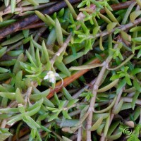 New Zealand Pigmyweed