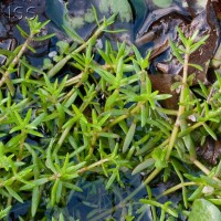 New Zealand Pigmyweed