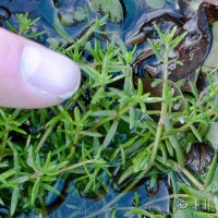 New Zealand Pigmyweed