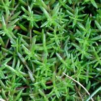 New Zealand Pigmyweed