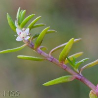 New Zealand Pigmyweed