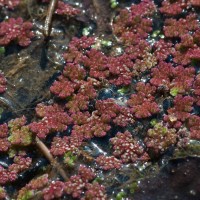 Water Fern