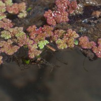 Water Fern