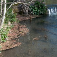 Water Fern