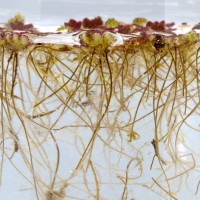 Water Fern