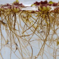 Water Fern
