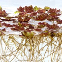 Water Fern