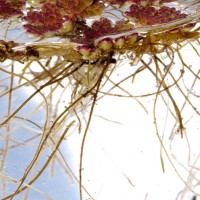 Water Fern