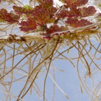 Water Fern
