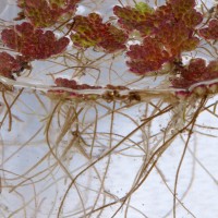 Water Fern