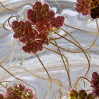 Water Fern