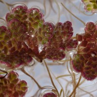 Water Fern