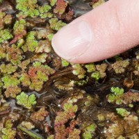 Water Fern
