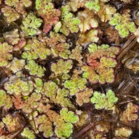 Water Fern