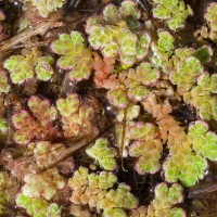 Water Fern