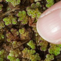 Water Fern