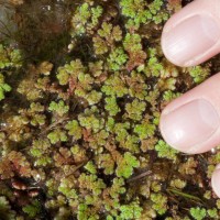 Water Fern