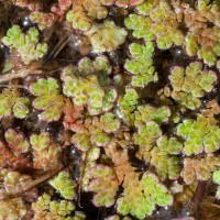 Water Fern