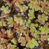 Water Fern