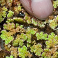 Water Fern