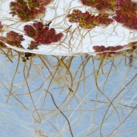 Water Fern