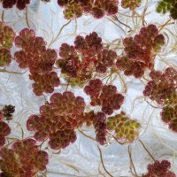 Water Fern