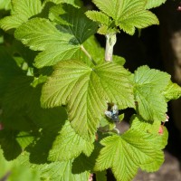 Flowering Currant